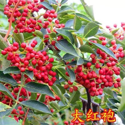 杭州花椒树苗大红袍花椒苗四川食用麻椒苗盆栽地栽无刺种当年结果