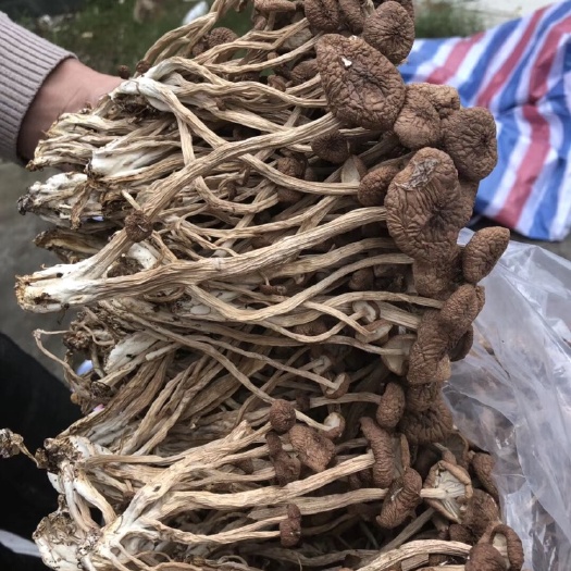 古田县古田茶树菇 未开伞 干茶树菇 8~10cm