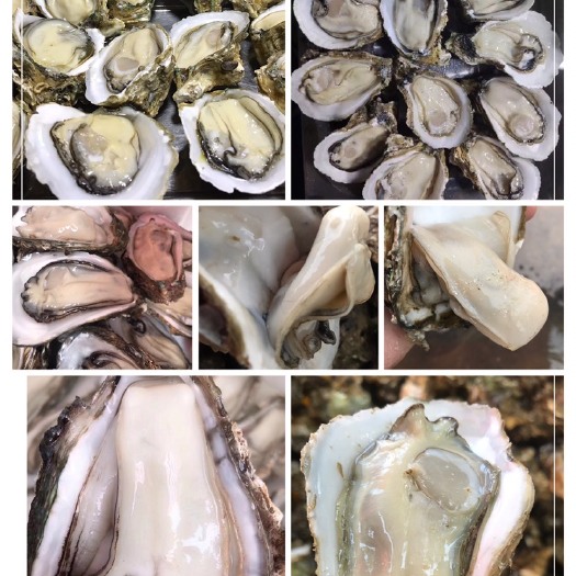 遂溪县湛江牡蛎 湛江生蚝原产地，干净薄壳，现捞现发，鲜嫩多汁