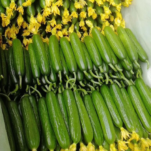 寿光市 寿光水果小黄瓜 荷兰小青瓜