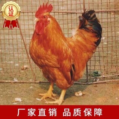昆明热销快大三黄鸡苗