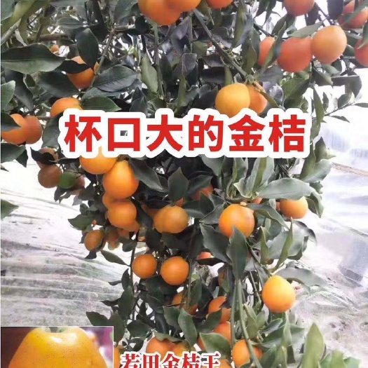 南宁 优惠金桔王苗 金桔苗 新品种 滑皮金桔 抗病性强 耐寒冷