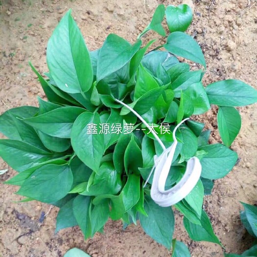开平市绿萝 180AAA货 基地直销