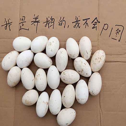 东阳市 【破损包赔】当天蛋 当天发 正宗土鹅蛋新鲜散养大鹅蛋孕妇生鹅