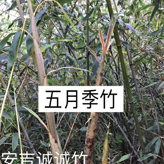 安吉县桂竹苗 五月季竹