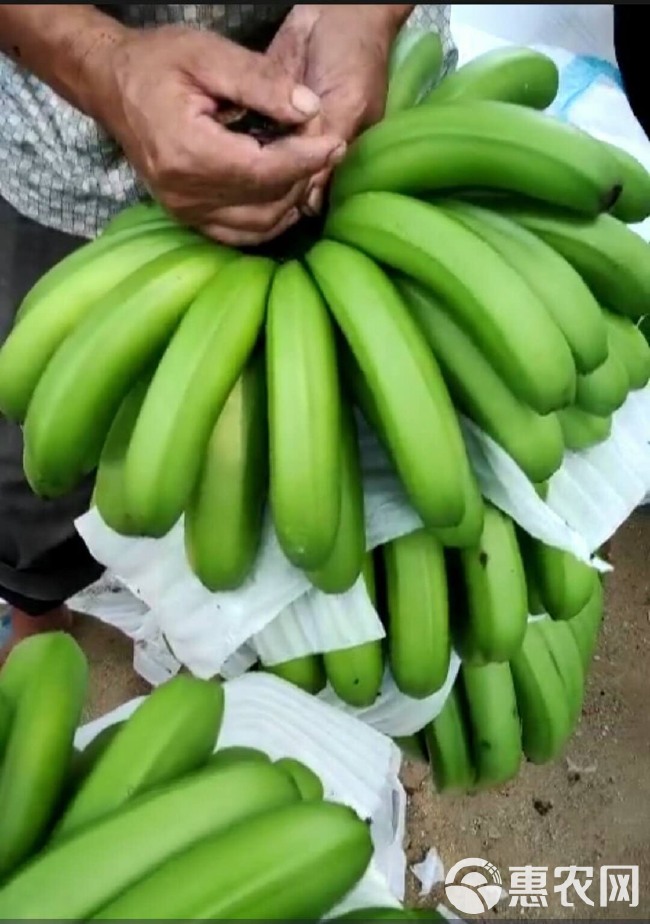 西双版纳香蕉 西双版纳一级蕉、大量现货！价格便宜、果形饱满、无受寒！