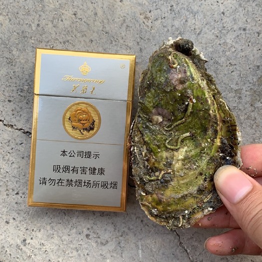 诏安县 中号生蚝牡蛎个头45678个一斤长期供货，烧烤生蚝合作商，