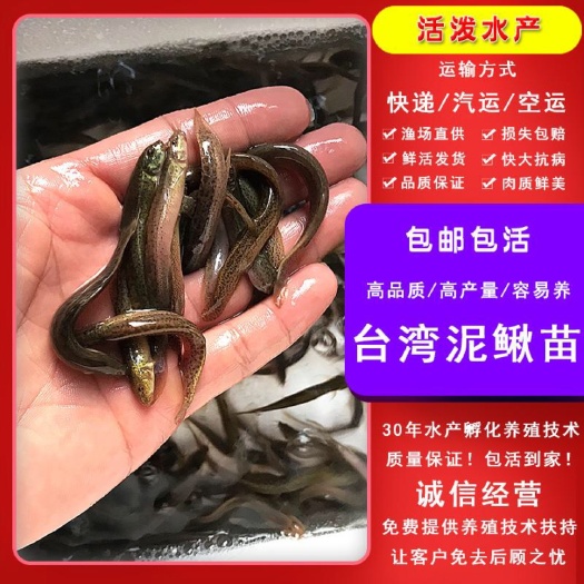 佛山 泥鳅苗 活体 批发泥鳅苗3到5 水花 寸苗 泥鳅