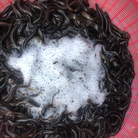 真泥鳅  东北黄线子50-150出售。包直邮