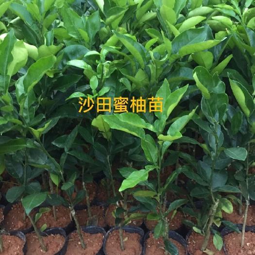 高州市三红蜜柚苗  三红 沙田 红心蜜柚 泰国红宝石 越南青柚 蜜柚苗 营养杯苗