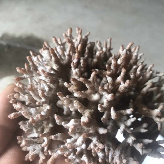 龙爪菇