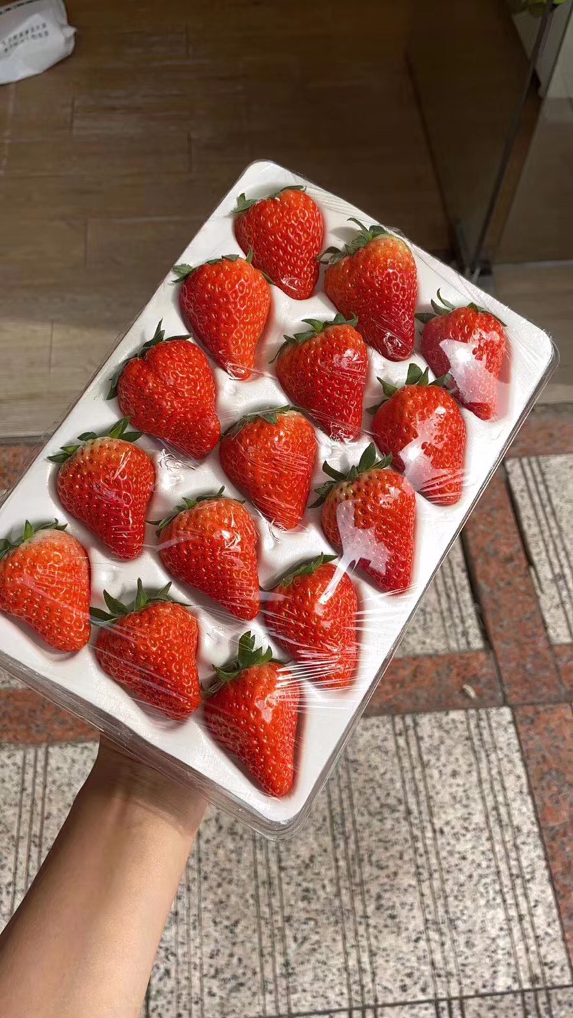 東港市紅顏草莓 丹東紅顏九九牛奶草莓膠盒防摔包裝 誠招全國實力批發