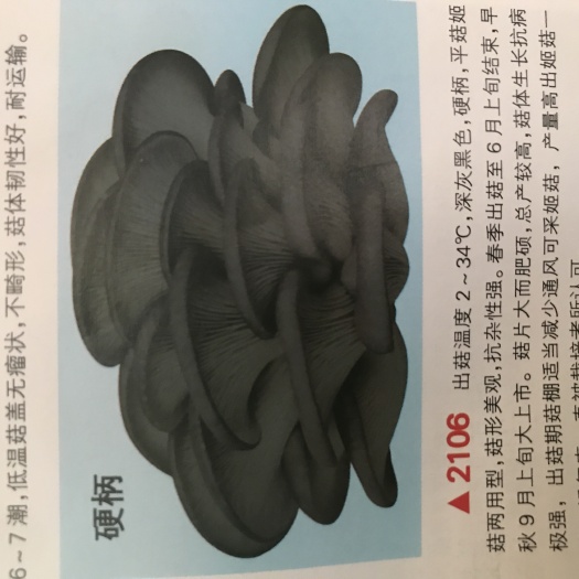 平昌县平菇菌种 平菇及菌包出售