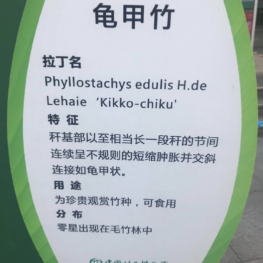 安吉县 龟甲竹即人面竹