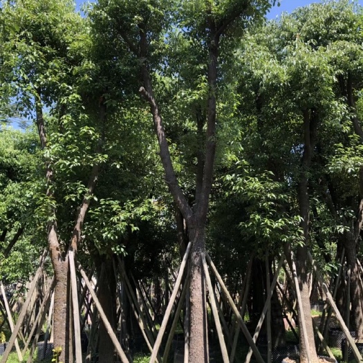 揭阳 大量香樟树现货出售，各种规格，货美价廉。