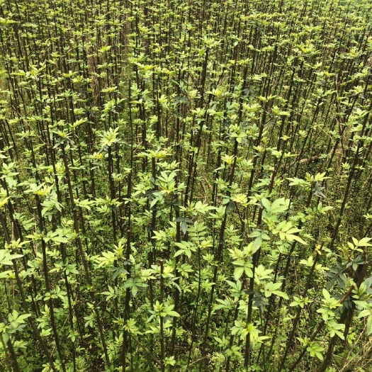 洪雅县有刺花椒苗