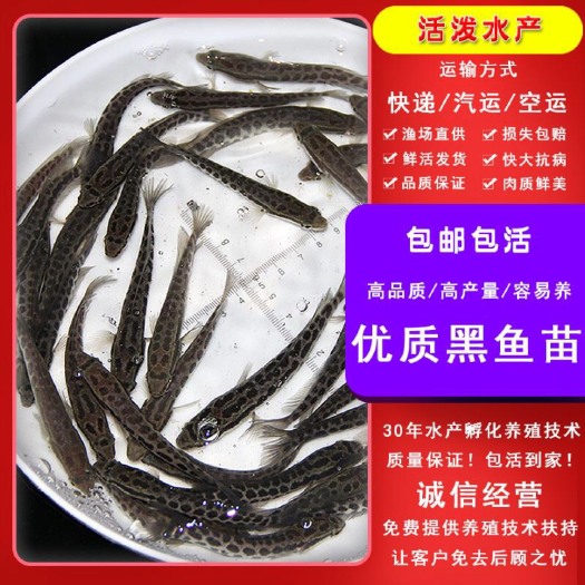 佛山 黑鱼苗，财鱼苗，杂交黑鱼，快大种
