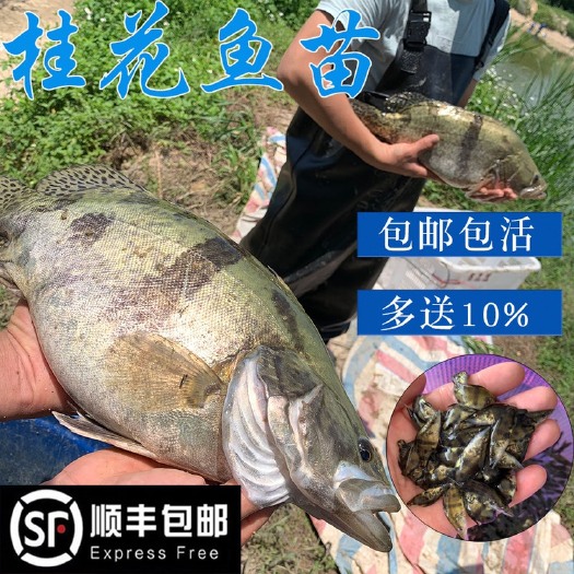 广州 桂花鱼苗鳜鱼苗翘嘴鳜鱼苗肉食性淡水鱼苗桂鱼苗贵鱼苗养殖场直发