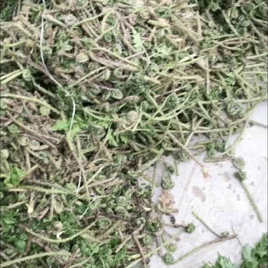  大量山野菜可做出口