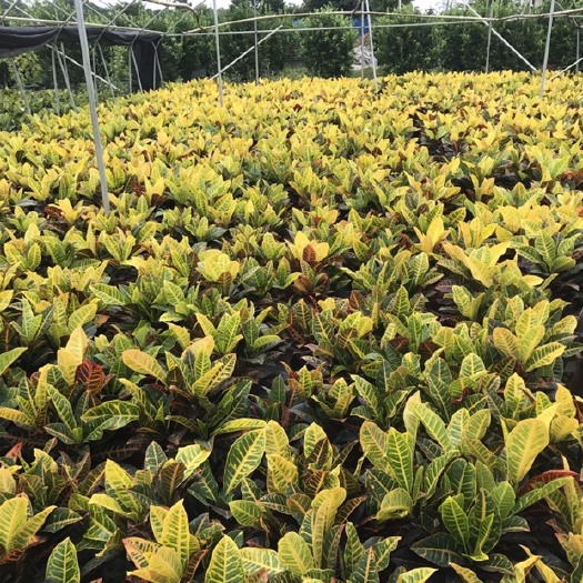 佛山基地种植彩霞变叶木  人心果树   广东货