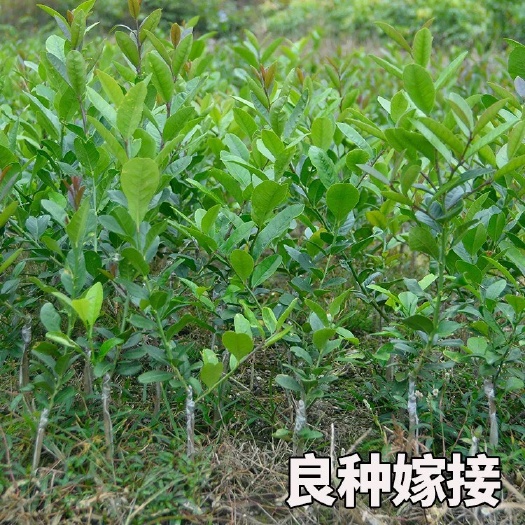 灵山县 柠檬树苗盆栽柠檬苗带果苗南方北方种植阳台庭院当年结果柠檬果树