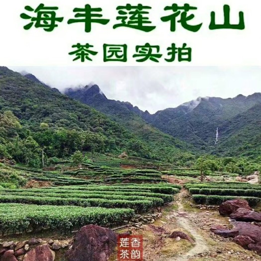 海丰县 汕尾莲花助农绿茶 2020杀青炒高山绿茶 散装茶