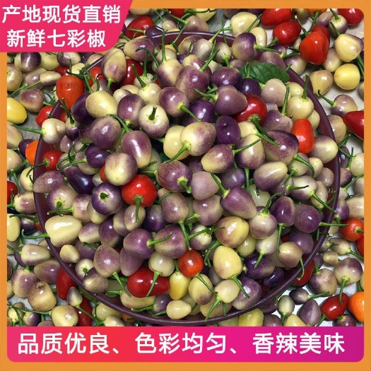 北流市 七彩椒五彩椒灯笼椒五色椒泡椒剁椒生辣椒5斤3斤2斤1斤