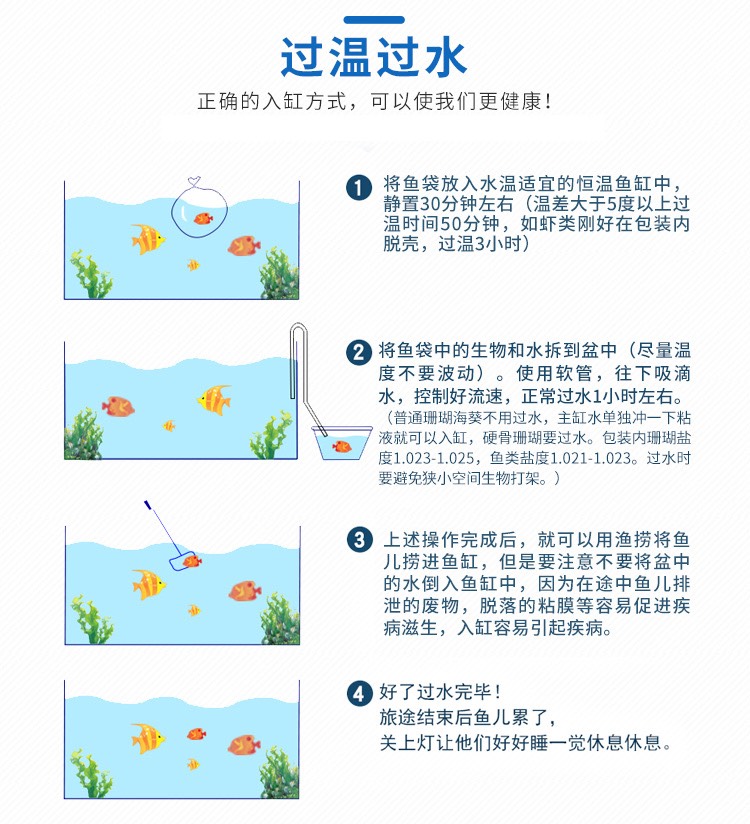  自捞 海水观赏龙虾 水族宠物大龙虾 海水大龙虾