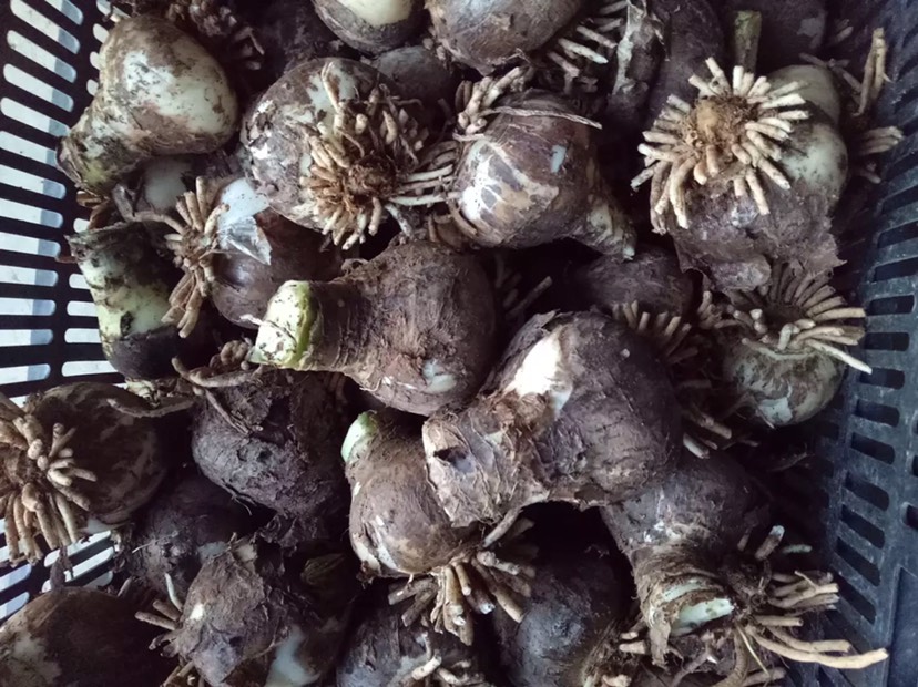 荷蘭重瓣朱頂紅種球大球盆栽花卉觀花植物室內(nèi)花秋冬開花