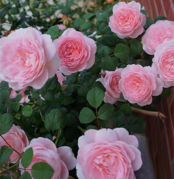 欧月  欧洲月季花苗 瑞典女王 四季开花 灌木浓香切花月季