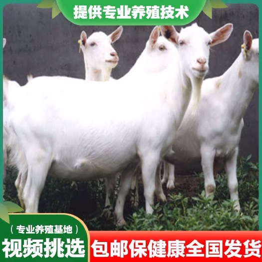 沭阳县 山羊
