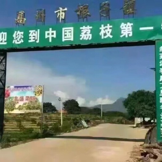 高州市 高州根子镇荔枝 白糖罂。妃子笑  黑叶  大量现货上市