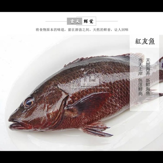 湛江真鲷 一手货源，自有鱼场Zui低批发紫红笛鲷/红友/红鱼