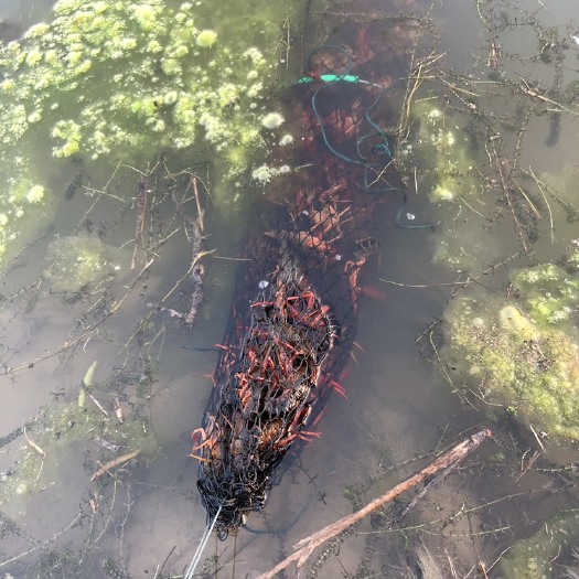 芜湖清水小龙虾 大青6-9钱