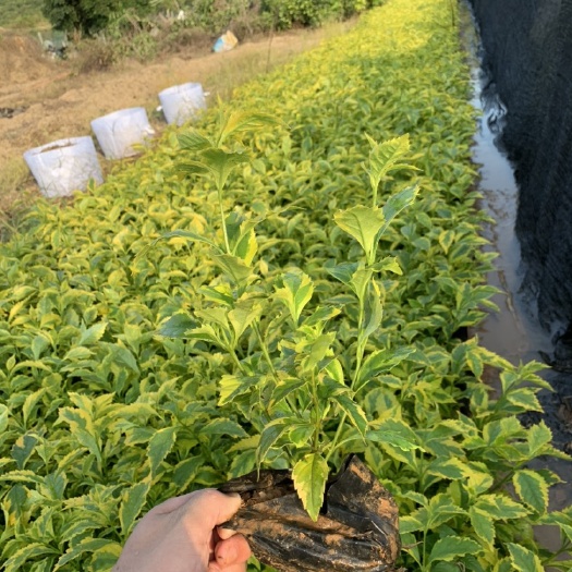 漳浦县金边假连翘