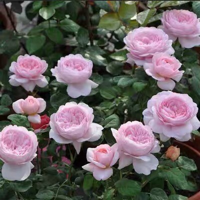 欧月  欧洲月季花苗 瑞典女王 四季开花 灌木浓香切花月季
