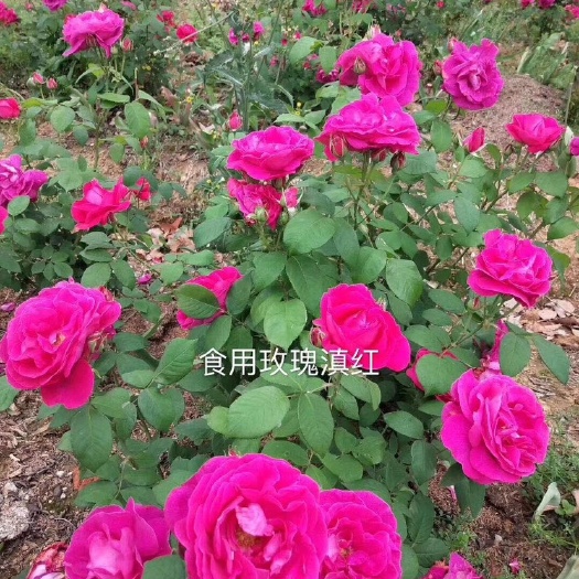  云南食用玫瑰苗 浓香  可做鲜花饼 花茶 花酱