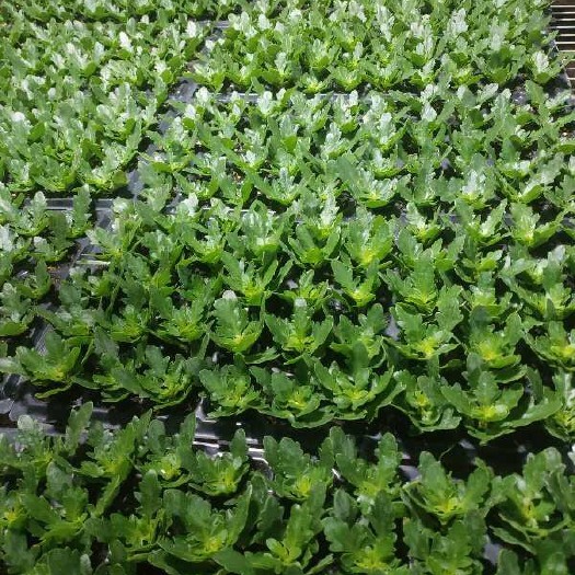 青州市长寿花盆栽 长寿花