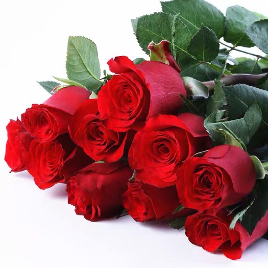 卡罗拉红玫瑰花苗带花苞花卉观花绿植物阳台盆栽大花浓香月季