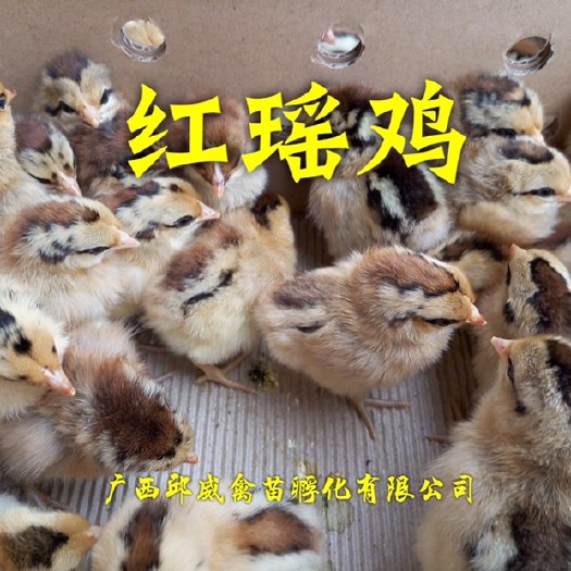 贵阳红瑶鸡苗 公