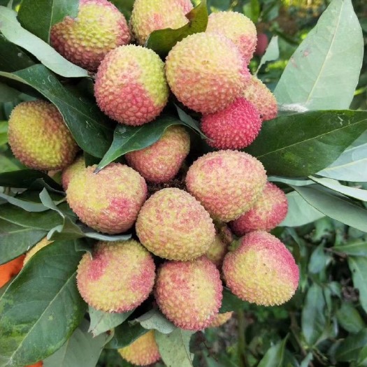 阳西县 妃子笑荔枝