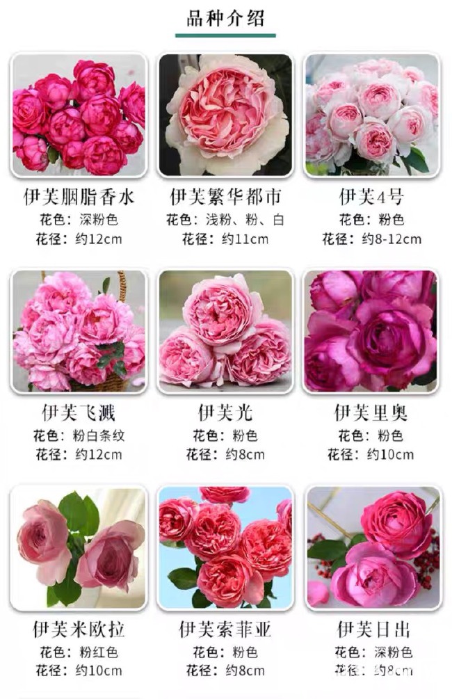 欧月  月季 伊芙系列小苗 伊芙四号贵族香水等品种大花浓香