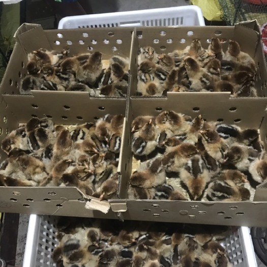 广汉市青脚麻鸡苗 统货