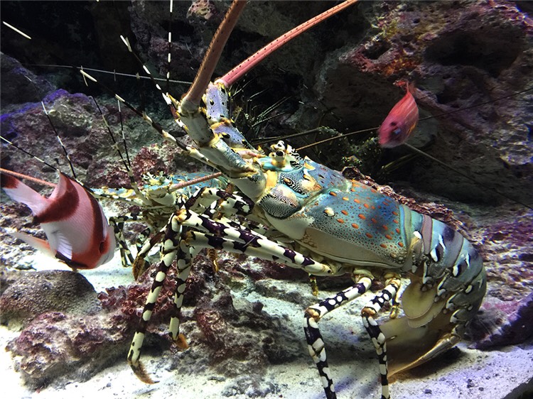  自捞 海水观赏龙虾 水族宠物大龙虾 海水大龙虾