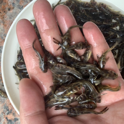 广州 黄颡鱼黄辣丁鱼昂刺刺疙疤昂公汪丁黄骨鱼苗活体淡水鱼苗活体鱼苗