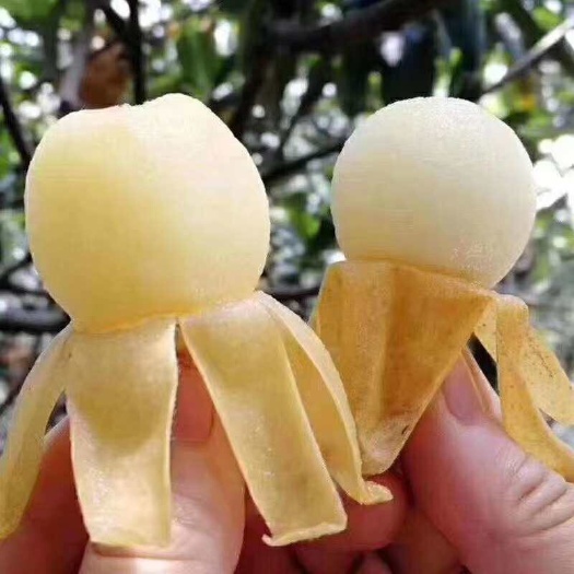 杭州塘栖枇杷 统货