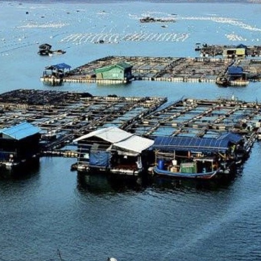 湛江 出售海鲈鱼，自有渔场，Zui低价只接受批发
