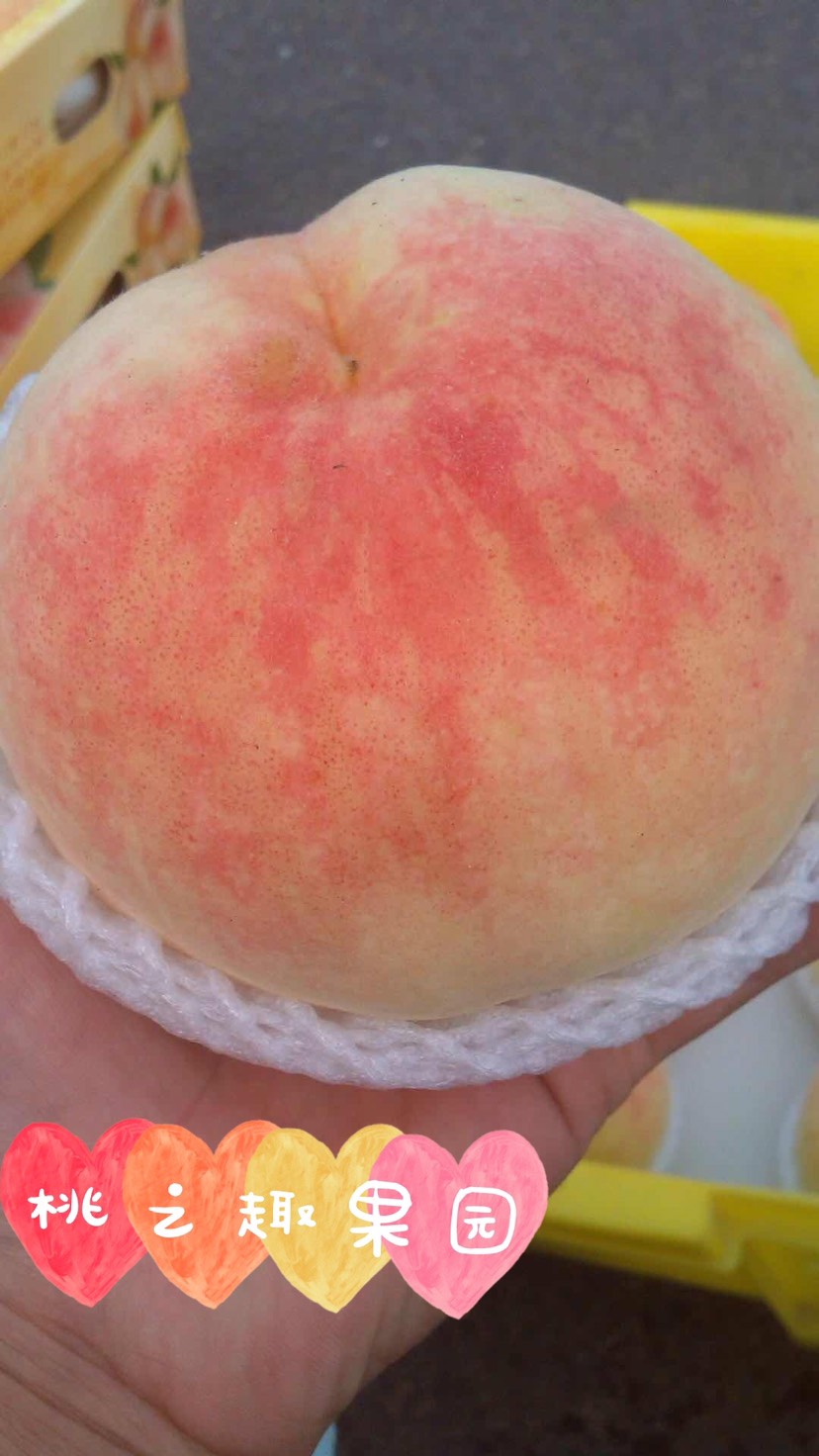 正宗阳山水蜜桃新鲜桃子7-8两6个礼盒装当季水果现摘现发