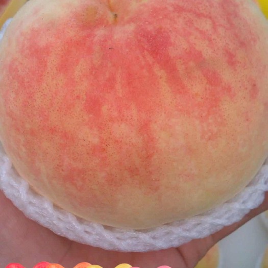 阳山水蜜桃新鲜桃子7-8两6个礼盒装当季水果现摘现发