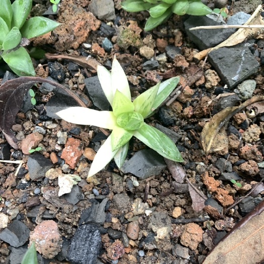  玉露锦十二卷寿寿锦